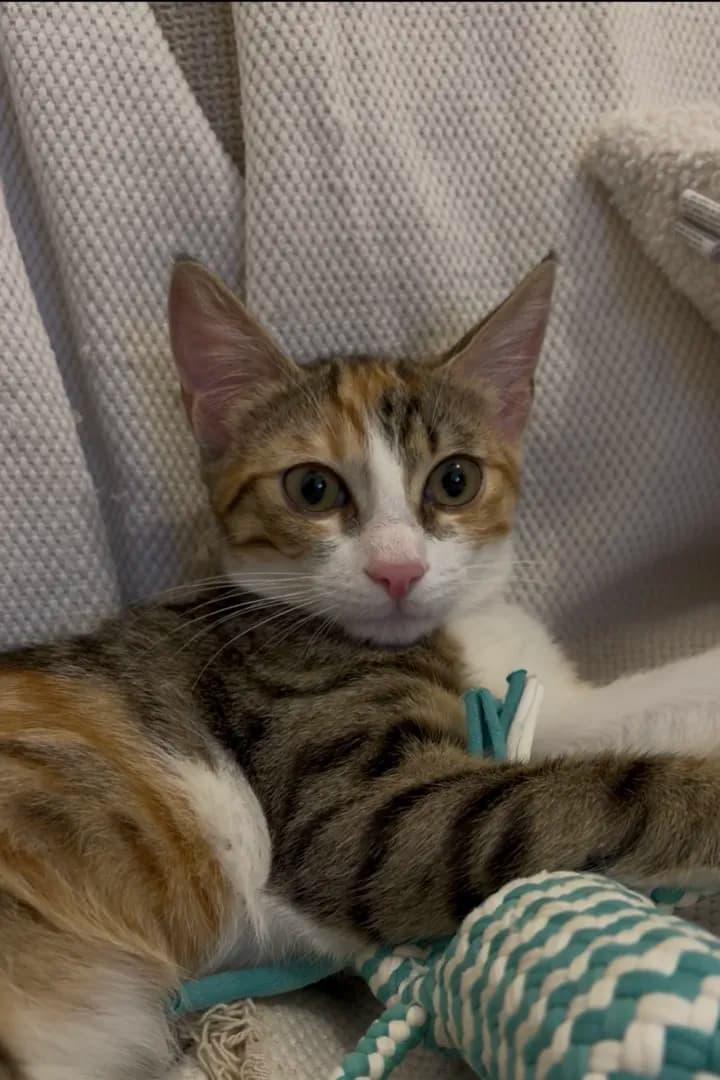Mochi, an Aegean cat, lying on a blanket